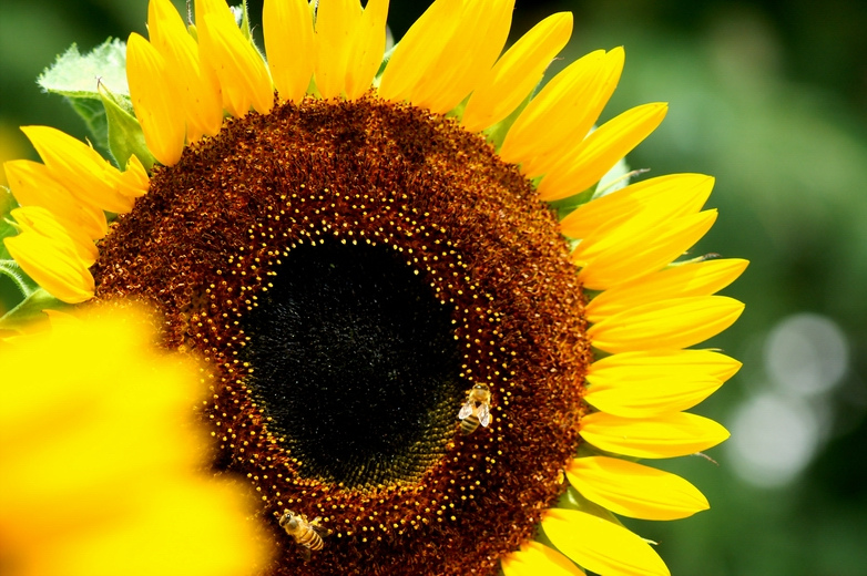 معرفی و راهنمای پرورش گیاهان زینتی - گل آفتاب گردان